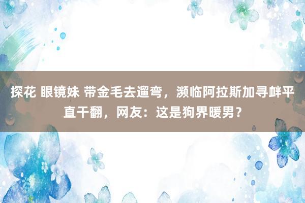 探花 眼镜妹 带金毛去遛弯，濒临阿拉斯加寻衅平直干翻，网友：这是狗界暖男？